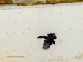 Colirrojo Tizón - Phoenicurus ochruros - Cotxa fumada