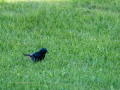 Colirrojo Tizón - Phoenicurus ochruros - Cotxa fumada
