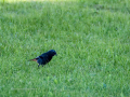 Colirrojo Tizón - Phoenicurus ochruros - Cotxa fumada