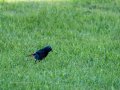 Colirrojo Tizón - Phoenicurus ochruros - Cotxa fumada