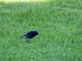 Colirrojo Tizón - Phoenicurus ochruros - Cotxa fumada