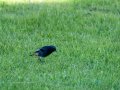 Colirrojo Tizón - Phoenicurus ochruros - Cotxa fumada
