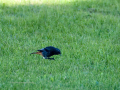 Colirrojo Tizón - Phoenicurus ochruros - Cotxa fumada