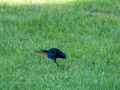 Colirrojo Tizón - Phoenicurus ochruros - Cotxa fumada
