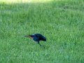 Colirrojo Tizón - Phoenicurus ochruros - Cotxa fumada
