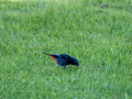 Colirrojo Tizón - Phoenicurus ochruros - Cotxa fumada
