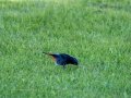 Colirrojo Tizón - Phoenicurus ochruros - Cotxa fumada