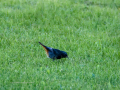 Colirrojo Tizón - Phoenicurus ochruros - Cotxa fumada