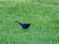Colirrojo Tizón - Phoenicurus ochruros - Cotxa fumada