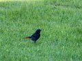 Colirrojo Tizón - Phoenicurus ochruros - Cotxa fumada