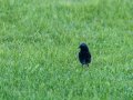 Colirrojo Tizón - Phoenicurus ochruros - Cotxa fumada