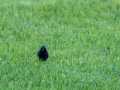 Colirrojo Tizón - Phoenicurus ochruros - Cotxa fumada