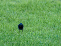 Colirrojo Tizón - Phoenicurus ochruros - Cotxa fumada