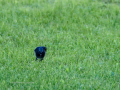 Colirrojo Tizón - Phoenicurus ochruros - Cotxa fumada