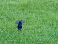 Colirrojo Tizón - Phoenicurus ochruros - Cotxa fumada
