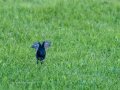 Colirrojo Tizón - Phoenicurus ochruros - Cotxa fumada