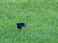 Colirrojo Tizón - Phoenicurus ochruros - Cotxa fumada