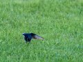 Colirrojo Tizón - Phoenicurus ochruros - Cotxa fumada