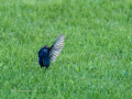Colirrojo Tizón - Phoenicurus ochruros - Cotxa fumada