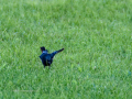 Colirrojo Tizón - Phoenicurus ochruros - Cotxa fumada