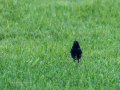 Colirrojo Tizón - Phoenicurus ochruros - Cotxa fumada