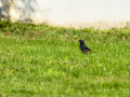 Colirrojo Tizón - Phoenicurus ochruros - Cotxa fumada