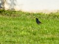 Colirrojo Tizón - Phoenicurus ochruros - Cotxa fumada