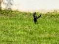 Colirrojo Tizón - Phoenicurus ochruros - Cotxa fumada