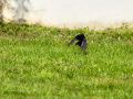 Colirrojo Tizón - Phoenicurus ochruros - Cotxa fumada