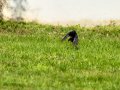 Colirrojo Tizón - Phoenicurus ochruros - Cotxa fumada