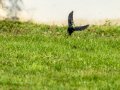 Colirrojo Tizón - Phoenicurus ochruros - Cotxa fumada