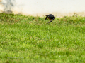 Colirrojo Tizón - Phoenicurus ochruros - Cotxa fumada