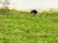 Colirrojo Tizón - Phoenicurus ochruros - Cotxa fumada