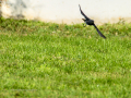 Colirrojo Tizón - Phoenicurus ochruros - Cotxa fumada