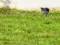 Colirrojo Tizón - Phoenicurus ochruros - Cotxa fumada