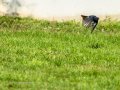 Colirrojo Tizón - Phoenicurus ochruros - Cotxa fumada