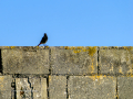 Colirrojo Tizón - Phoenicurus ochruros - Cotxa fumada