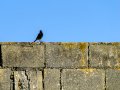 Colirrojo Tizón - Phoenicurus ochruros - Cotxa fumada