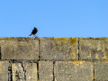 Colirrojo Tizón - Phoenicurus ochruros - Cotxa fumada