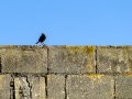 Colirrojo Tizón - Phoenicurus ochruros - Cotxa fumada
