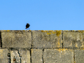 Colirrojo Tizón - Phoenicurus ochruros - Cotxa fumada