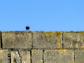 Colirrojo Tizón - Phoenicurus ochruros - Cotxa fumada