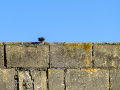 Colirrojo Tizón - Phoenicurus ochruros - Cotxa fumada