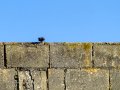 Colirrojo Tizón - Phoenicurus ochruros - Cotxa fumada
