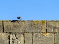 Colirrojo Tizón - Phoenicurus ochruros - Cotxa fumada