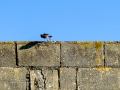 Colirrojo Tizón - Phoenicurus ochruros - Cotxa fumada