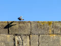 Colirrojo Tizón - Phoenicurus ochruros - Cotxa fumada