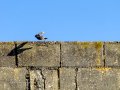 Colirrojo Tizón - Phoenicurus ochruros - Cotxa fumada