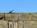 Colirrojo Tizón - Phoenicurus ochruros - Cotxa fumada