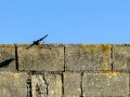 Colirrojo Tizón - Phoenicurus ochruros - Cotxa fumada